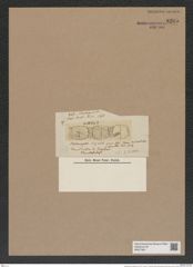 Stephanopyxis niejahrii (de-Toni-Nr.: Genus 187, Species 4624) Zeichnungen Sammlung Grunow Nr. 8265 (NHMW-BOT-W0377661)